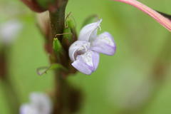 Hygrophila ringens